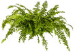 canvas print picture - green leaves of fern plant isolated on a transparent background - png - image compositing footage - alpha channel 