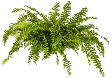 Green Leaves Of Fern Plant Isolated On A Transparent Background - Png - Image Compositing Footage - Alpha Channel 