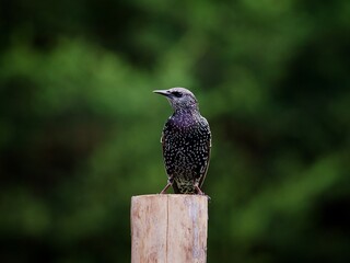 Canvas Print - Starling Perched on a Log