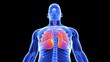 © shot4sell - human lungs anatomy 3d illustration