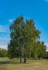 Wall Mural - birch in autumn