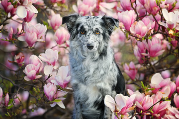 australian shepherd dog white black female portrait in magnolia tree pink blossoms