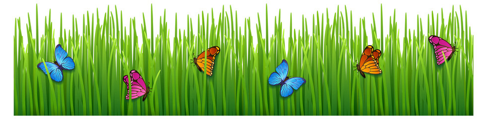 Poster - Green grass field with butterflies. Meadow seamless border