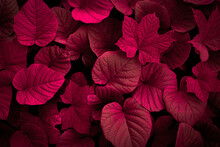 Red Leaves For Background Or Wallpaper And Design. Red Nature Background	