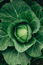 Organic Cabbage One In Garden Top View Food Homegrown