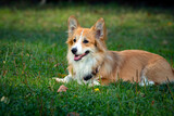 Fototapeta Konie - Corgi dog on a green field. Close-up