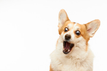 Studio shot of Welsh corgi Pembroke catching a treat. The dog is isolated on a white background. Funny dog face.