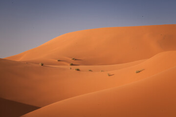  Wüste Sahara
