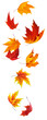 Falling red and orange maple leaves cut out