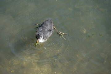 Sticker - juvenile coot swimming in the river