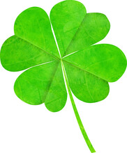 Vertical Image Of Green Four Leafed Clover Leaf