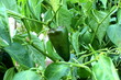 fresh organic green poblano pepper chili pepper or chillies on poblano pepper plant in garden ready for harvesting