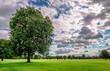 Irish landscape with tree under dramatic sky in the summer. Public Park of Malahide Castle, in Malahide, a suburb of Dublin