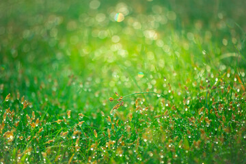 Wall Mural - Blurred background of fresh green grass with dew drops in morning. Background of environment. Field landscape with water droplets.