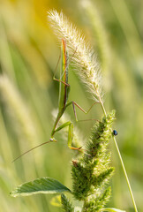 Wall Mural - Portrait of praying mantis on green grass.