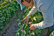 Young farmer agronomist woman inspecting and quality control over plants..Farmer examining cotton plant field