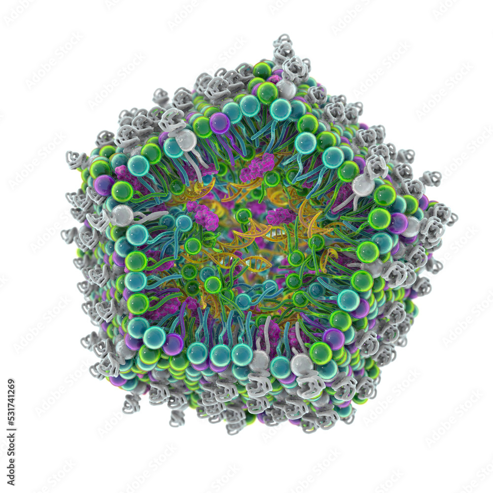 Lipid nanoparticle mRNA vaccine Stock Illustration | Adobe Stock