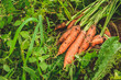 Fresh ripe orange carrots just picked from the soil among green grass. Concept of biological agriculture, bio product, bio ecology, integrated farm. Close up