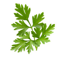 Parsley Branch In Full Focus Isolated On White Background. Fresh Plant For Seasoning And Decorating Dishes In The Kitchen.
