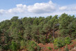 canvas print picture - Restant du long Rocher hills in Fontainebleau forest