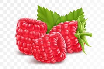 Wall Mural - raspberries isolated on transparent background. natural summer fruit, realistic 3d vector illustrati
