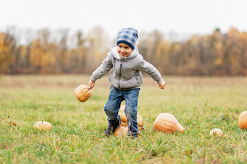 Wall Mural - Autumn harvest organic pumpkins and apples. Happy boy on pumpkin patch on cold autumn day, with lot of pumpkins for halloween or thanksgiving Children on pumpkin field.