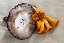 Flat Lay View Of Poisonous Omphalotus Illudens Or Eastern Jack-o'lantern Mushrooms Next To A Huge Edible Lactarius Lignyotus Set On Linen Background, Quebec City, Quebec, Canada