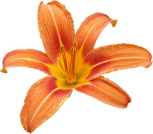 Large Orange Lily Flower