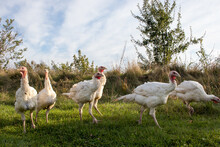 Rural Countryside Landscape Whith Broad Breasted White Domestic Turkey Graze On Green Grass In The Meadow, On Green Grass. Organic Animals Farm. Panoramic View. 