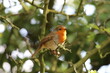 A Robin Redbreast sitting on a small branch of a tree. This photo has been taken in a forest in Preston, Lancashire. These birds are often associated with Christmas.