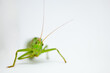 Detail of Great green bush cricket Katydid or Long-Horned Grasshopper head with tentacles. Scientific  Tettigonia viridissima. White background with copy text space.