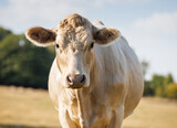 Fototapeta Zwierzęta - Charolais cow portrait in sunny field