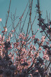 © Abhinav Joshi - Pink flowers fully bloomed twigs touching the blue sky - Cherry Plum Blossom in Spring
