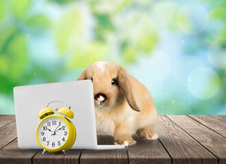 Canvas Print - Baby cute rabbit with toy laptop and alarm clock