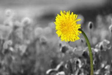 Poster - Beautiful yellow flower on black and white natural background.