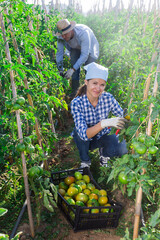 Wall Mural - Happy farm owner picks ripe tomatoes on the farm field