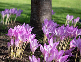 Clumps of pink autumn flowering crocus flowers, Colchium Autumnale, growing in the shade of a tree, photographed in a garden in Wisley, Surrey, UK. 