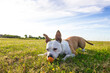 Dog in field portrait, mouth open, looking away