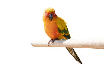 Colorful macaw parrot on wooden perch isolated on transparent background - PNG format.