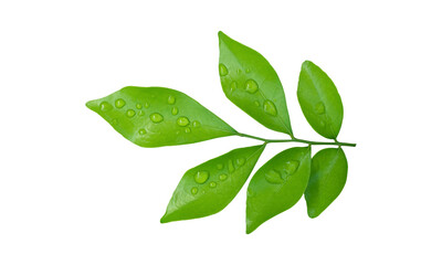 Wall Mural - Green leaves branch with drops isolated on transparent background - PNG format.
