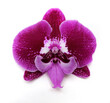 Orchid flower Phalaenopsis big lip cultivar Wine velvet on a white background, selective focus, macro photography, square format.