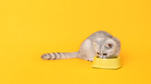 Small White Kitten With Black Stripes Eating Food On Yellow Bowl, Cat Scottish Fold Breed On Orange Background.