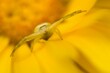 Goldenrod crab spider (Misumena vatia), in hunting position on yellow blossom, Marigold (Calendula officinalis), Hesse, Germany, Europe