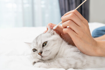 Hand use cotton with earwax cleaning of small white kitten with black stripes, cat Scottish fold breed on white bed.