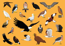 Bird Of Prey Characters Hawk Eagle Vulture Falcon Cartoon Vector Illustration