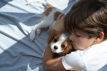 Boy With A Dog In An Embrace Lies In Bed In Morning. Sleep With Pets. Cute Puppy Cavalier King Charles Spaniel