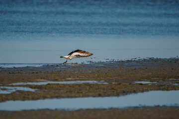 Wall Mural - Eurasian Oystercatcher (Haematopus ostralegus) flying over the swamp