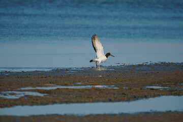 Poster - Eurasian Oystercatcher (Haematopus ostralegus) flying over the swamp