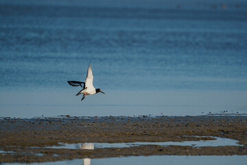 Wall Mural - Eurasian Oystercatcher (Haematopus ostralegus) flying over the swamp