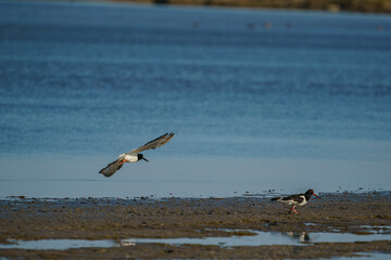 Wall Mural - A group of Eurasian Oystercatcher (Haematopus ostralegus) in the swamp